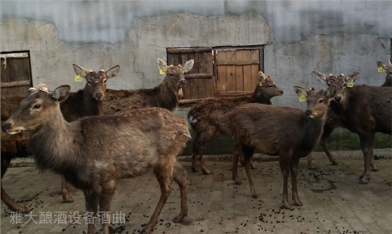 鮮鹿茸泡酒處理方法，選擇蒸汽釀酒設備釀制的固態(tài)酒好嗎？-02