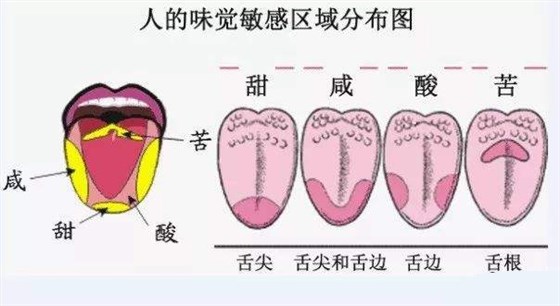 人的味覺敏感區(qū)域分布圖