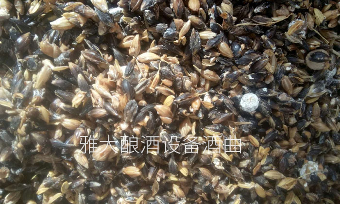 3-用雅大釀酒設(shè)備制作液態(tài)黑大麥白酒的釀造方法1