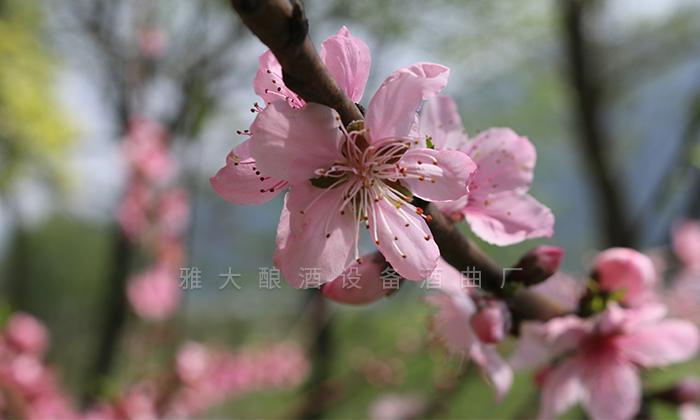 雅大釀酒設備釀酒師教釀鮮花酒